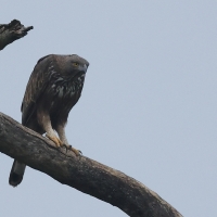 Wojownik indyjski - Changeable Hawk Eagle