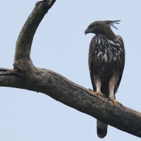 Wojownik indyjski - Changeable Hawk Eagle