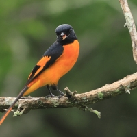 Purpurek ognisty - Flame Minivet