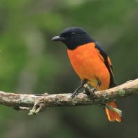 Purpurek ognisty - Flame Minivet