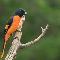Purpurek ognisty - Flame Minivet