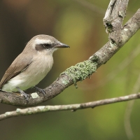 Kruczodzierzb mały - Common Woodshrike