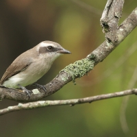 Kruczodzierzb mały - Common Woodshrike