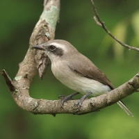 Kruczodzierzb mały - Common Woodshrike