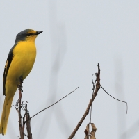 Purpurek ognisty - Flame Minivet