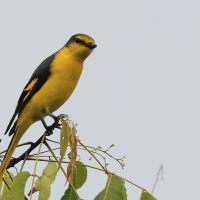 Purpurek ognisty - Flame Minivet