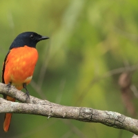 Purpurek ognisty - Flame Minivet