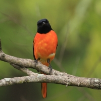 Purpurek ognisty - Flame Minivet