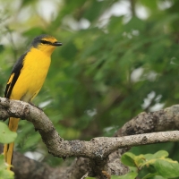 Purpurek ognisty - Flame Minivet