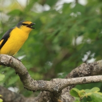 Purpurek ognisty - Flame Minivet