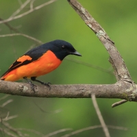 Purpurek ognisty - Flame Minivet