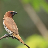 Mniszka muszkatowa - Scaly-breasted Munia