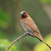 Mniszka muszkatowa - Scaly-breasted Munia