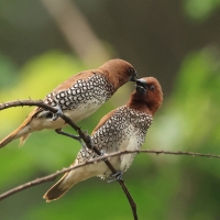 Mniszka muszkatowa - Scaly-breasted Munia