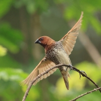 Mniszka muszkatowa - Scaly-breasted Munia