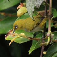 Szlarnik indyjski - Indian White-eye