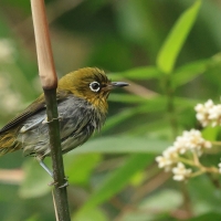 Dżunglotymal żółtodzioby - Yellow-billed Babbler