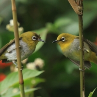 Dżunglotymal żółtodzioby - Yellow-billed Babbler
