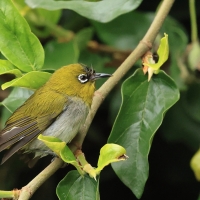Dżunglotymal żółtodzioby - Yellow-billed Babbler