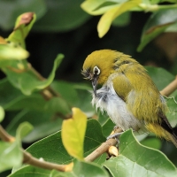 Szlarnik indyjski - Indian White-eye