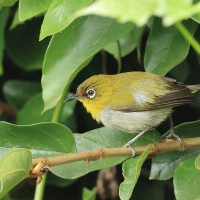 Dżunglotymal żółtodzioby - Yellow-billed Babbler