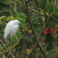 Czapla nadobna - Little Egret