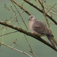 Synogarlica perłoszyja - Spotted Dove