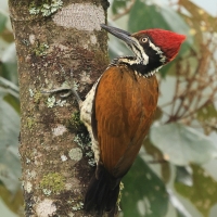 Sułtan indochiński - Greater flameback