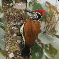 Sułtan indochiński - Greater flameback