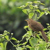 Tymal rudogrzbiety - Argya subrufa - Rufous Babbler