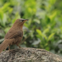 Tymal rudogrzbiety - Argya subrufa - Rufous Babbler