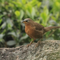 Tymal rudogrzbiety - Argya subrufa - Rufous Babbler