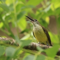 Pajęcznik długodzioby - Little Spiderhunter