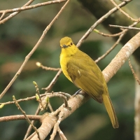 Szczeciak złotolicy - Yellow-browed Bulbul
