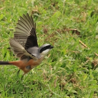 Dzierzba zmienna - Long-tailed Shrike