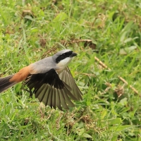 Dzierzba zmienna - Long-tailed Shrike