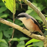 Dzierzba zmienna - Long-tailed Shrike