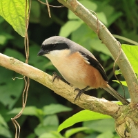 Dzierzba zmienna - Long-tailed Shrike