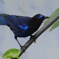 Gwizdokos malabarski - Malabar Whistling-Thrush