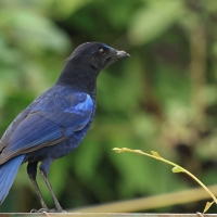 Gwizdokos malabarski - Malabar Whistling-Thrush