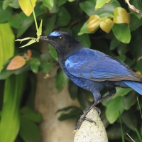 Gwizdokos malabarski - Malabar Whistling-Thrush