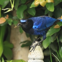Gwizdokos malabarski - Malabar Whistling-Thrush