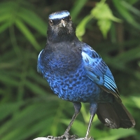 Gwizdokos malabarski - Malabar Whistling-Thrush
