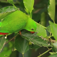 Zwisogłówka wiosenna - Vernal Hanging-Parrot