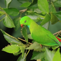 Zwisogłówka wiosenna - Vernal Hanging-Parrot
