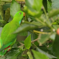 Zwisogłówka wiosenna - Vernal Hanging-Parrot