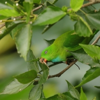 Zwisogłówka wiosenna - Vernal Hanging-Parrot