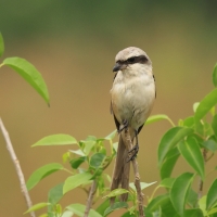 Dzierzba zmienna - Long-tailed Shrike
