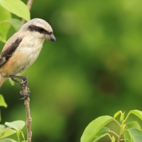 Dzierzba zmienna - Long-tailed Shrike