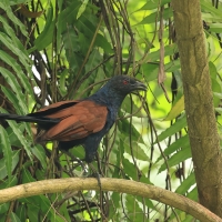 Kukal zmienny - Greater Coucal